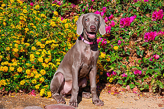 魏玛犬,小狗,坐,花