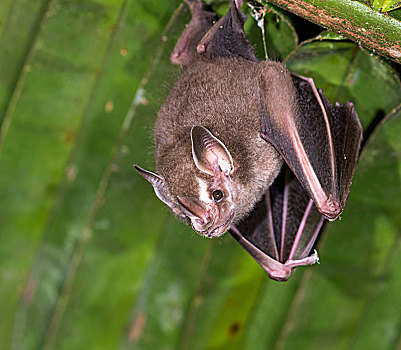 蝙蝠,栖息,棕榈叶,雨林,伯利兹,中美洲