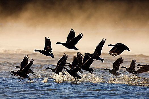 黑额黑雁,飞,模糊,零,运河,东南阿拉斯加,冬天
