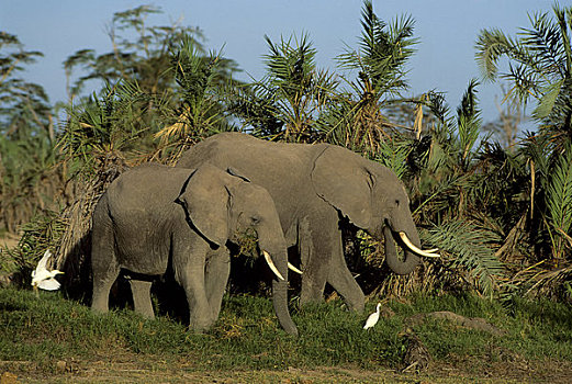 肯尼亚,安伯塞利国家公园,公园,大象