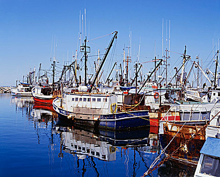 渔船,港口,新斯科舍省,加拿大