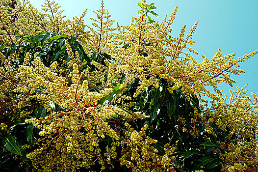 芽,芒果,孟加拉,四月,2007年