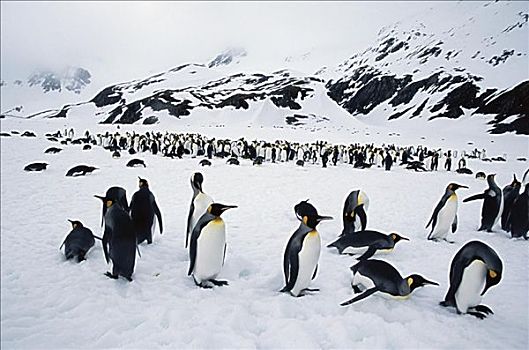 帝企鹅,南乔治亚,南极