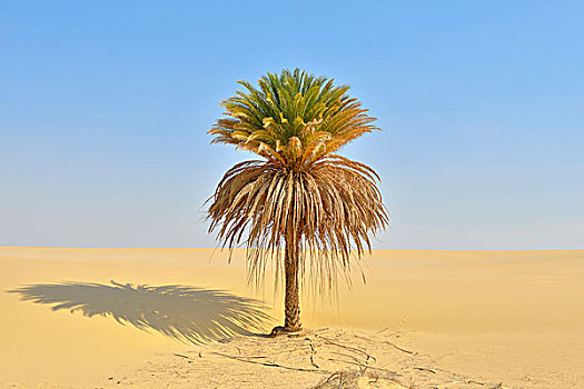 海枣,沙丘,利比亚沙漠,撒哈拉沙漠,埃及,非洲