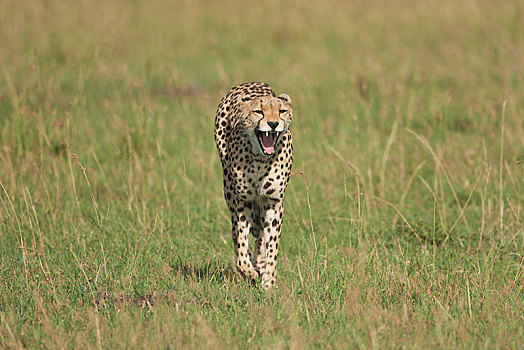 跑,哈欠,印度豹,猎豹,塞伦盖蒂,裂谷省,肯尼亚,非洲