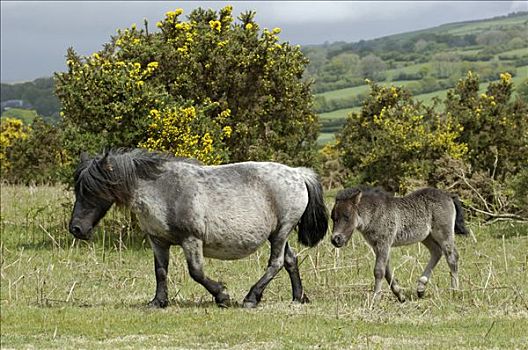 设得兰矮种马,英格兰西南部