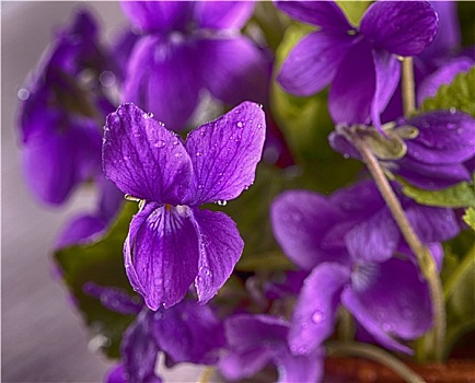 紫罗兰