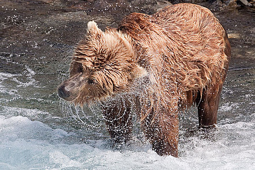 棕熊,弄干,漏斗,溪流,卡特麦国家公园,西南方,阿拉斯加,夏天