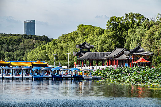 中国长春南湖公园水中盛开的荷花