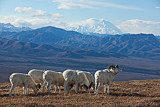 乐队,野大白羊,公羊,站立,放牧,高,山,草地,麦金利山,背景,室内,阿拉斯加,秋天