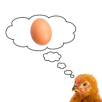 褐色,母鸡,思考,蛋