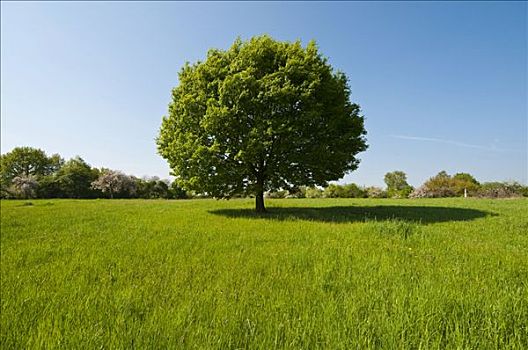 树,橡树,绿色,草地,威斯巴登,黑森州,德国