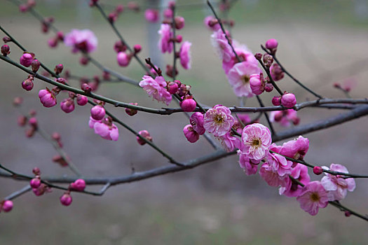 梅花