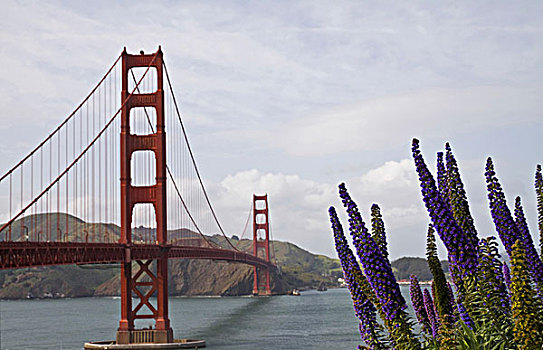 金门大桥,大,紫花,视点,旧金山湾,加利福尼亚,美国