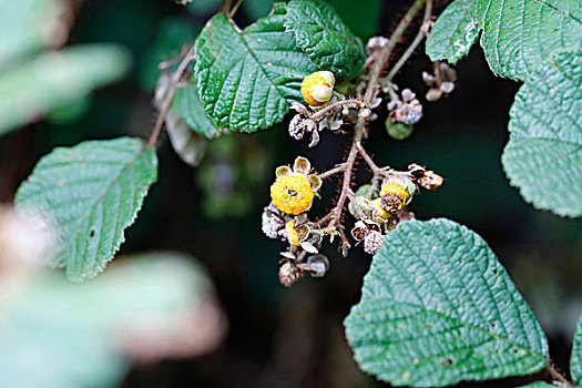 黄色,喜玛拉雅,树莓,入侵种,夏威夷,美国