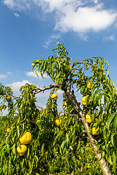 夏日挂在树枝上的黄金桃