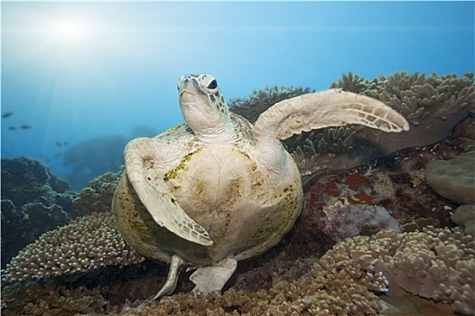 绿海龟,水下