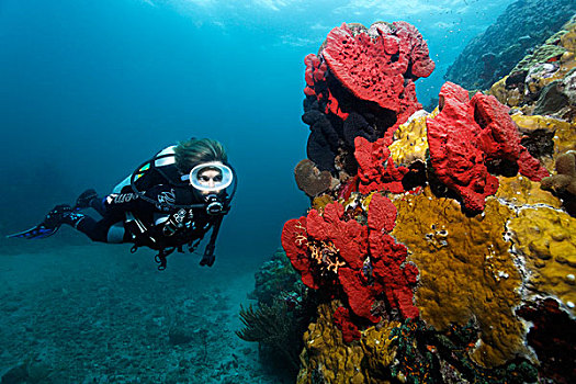水中呼吸器,潜水,看,红色,海绵,珊瑚,礁石,圣卢西亚,向风群岛,小安的列斯群岛,加勒比海