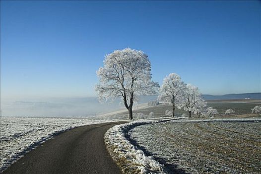 乡间小路,排列,霜冻,树,巴登符腾堡,德国,欧洲
