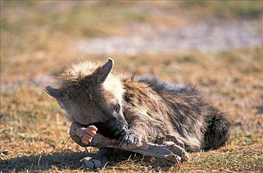鬣狗,斑鬣狗,安伯塞利国家公园,肯尼亚