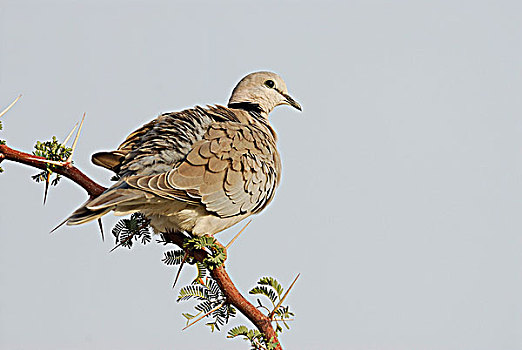 南非,卡拉哈里沙漠,卡拉哈迪大羚羊国家公园,鸽子