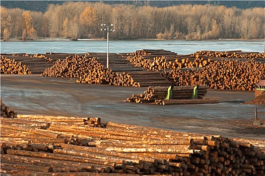 大,木料,木头,原木,木材,加工厂,河边,哥伦比亚河