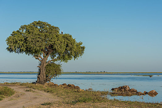 非洲鱼鹰,树上,旁侧,河