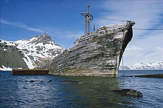 残骸,捕鲸,船,南乔治亚,南极