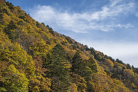 秋叶,高山,岐阜,日本