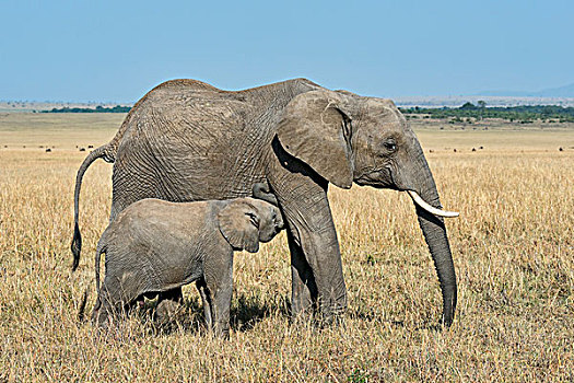 非洲象,母牛,幼兽,马赛马拉,肯尼亚,非洲