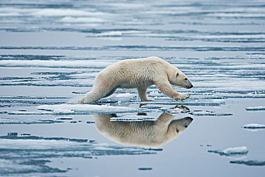 挪威,斯瓦尔巴特群岛,北极熊,跳跃,水池,融化,峡湾,冰,湾,夏天