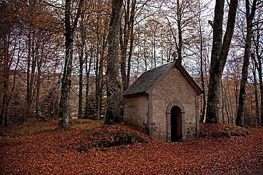 小教堂,树林