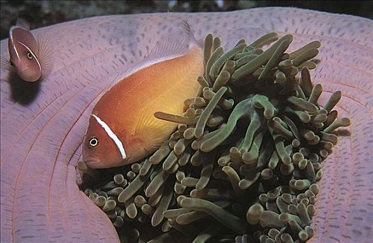 粉红海葵鱼,所罗门群岛,太平洋,海洋动物,水下,鱼,海洋,动物