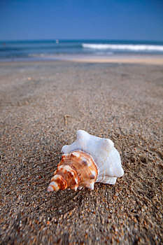 沙滩上的海螺贝壳