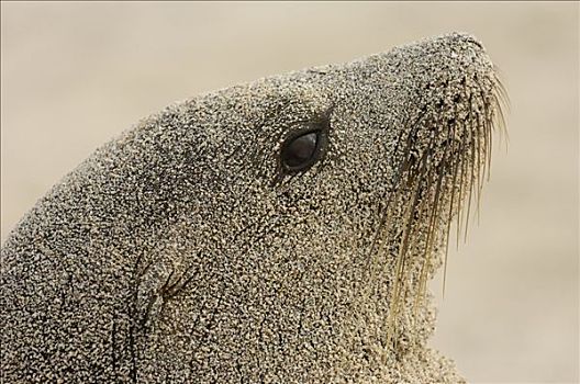 加拉帕戈斯,海狮,加拉帕戈斯海狮,雌性,遮盖,沙子,脆弱,西班牙岛,加拉帕戈斯群岛
