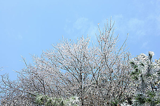 冬天植物与蓝天白云背景