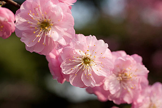 香山植物园内桃花