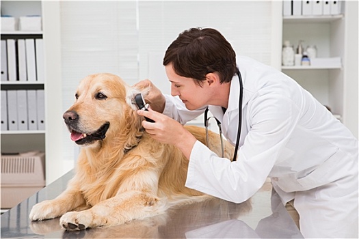 兽医,检查,可爱,狗