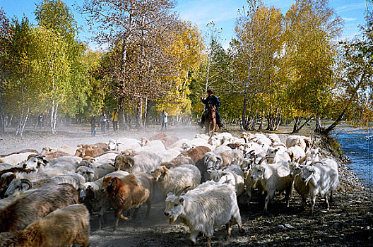 新疆牧羊