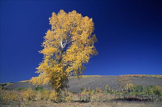 孤单,秋天,树,美国,科罗拉多,白杨