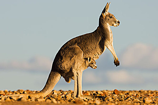 红袋鼠,母亲,幼兽,国家公园,新南威尔士,澳大利亚
