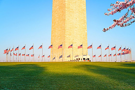 樱花,靠近,华盛顿纪念碑,美国