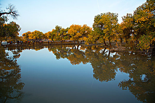 胡杨林