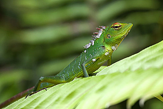 普通,绿色,树林,蜥蜴,叶子,雨林,国家公园,斯里兰卡,亚洲