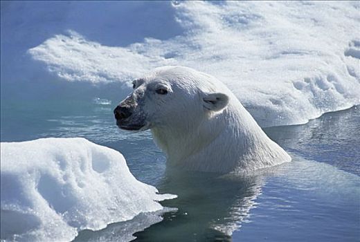 北极熊,拖拽,室外,浮冰,加拿大