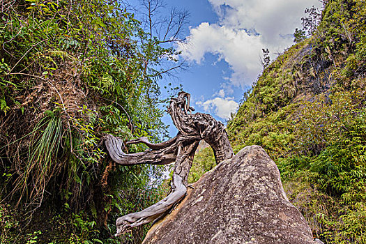 madagascar马达加斯加树林树干