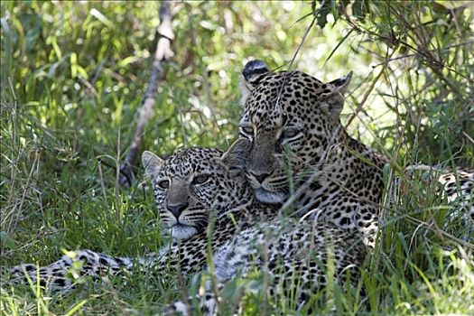 豹,幼兽,树林,马赛马拉国家保护区,肯尼亚