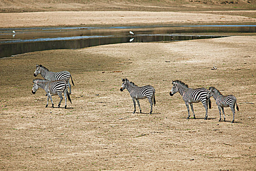 平原斑马,马,斑马,干燥,草原,河,南卢安瓜国家公园,赞比亚,非洲