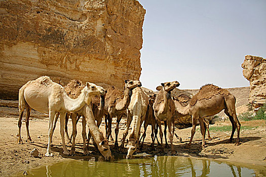 骆驼,沙漠,以色列