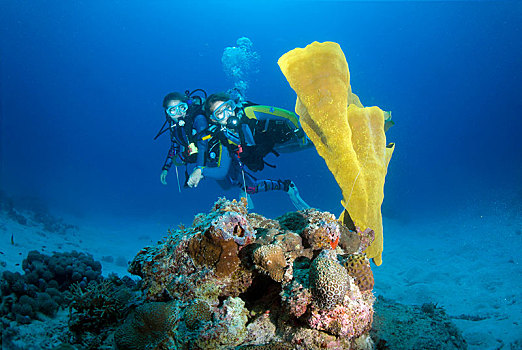 潜水,珊瑚礁,南海,菲律宾,亚洲